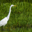 Grande Aigrette